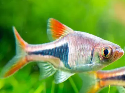 Fresh Water Aquarium Fish Finder