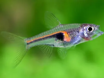 Fresh Water Aquarium Fish Finder