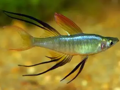 Red Thread Fin Fish Fresh Water Aquarium Fish Finder